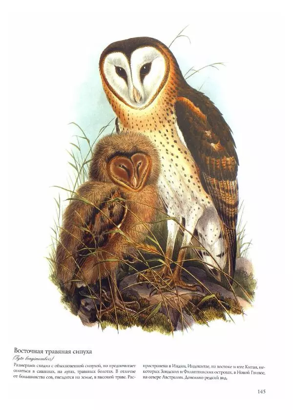 Джон Гульд - Птицы Азии - Страница № 147