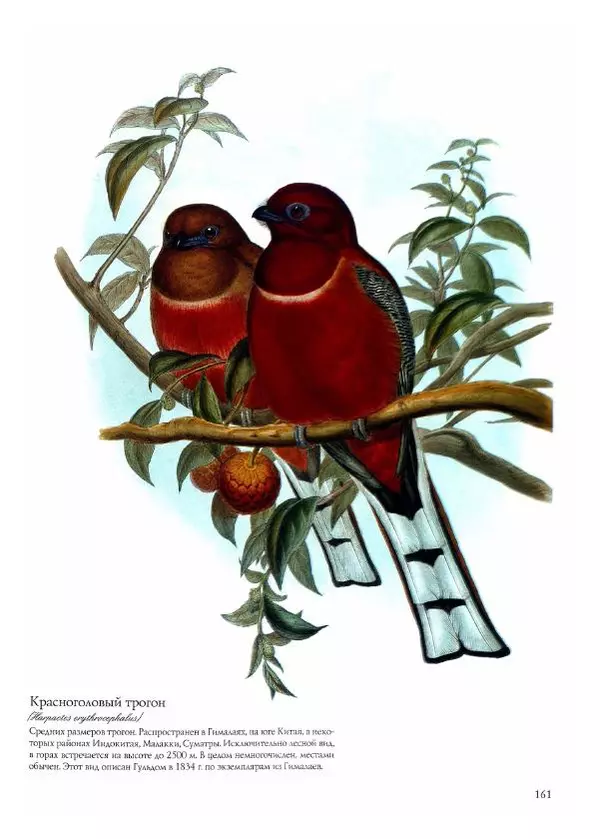 Джон Гульд - Птицы Азии - Страница № 163