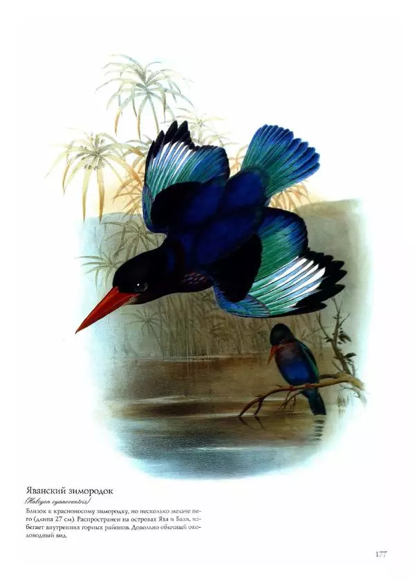 Джон Гульд - Птицы Азии - Страница № 179
