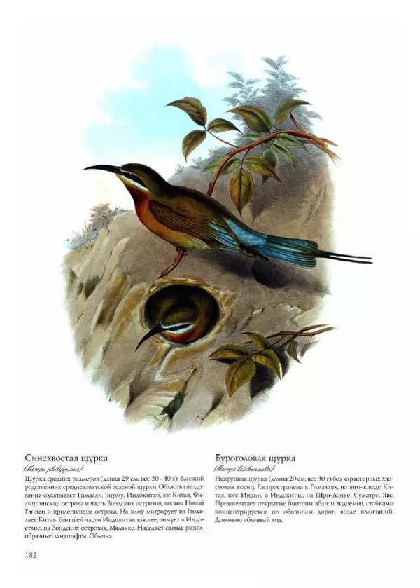 Джон Гульд - Птицы Азии - Страница № 184