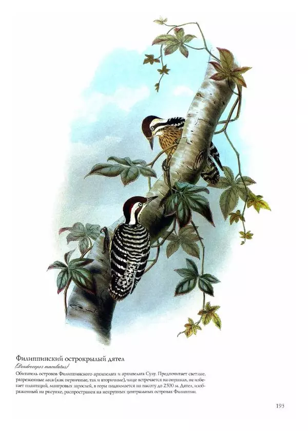 Джон Гульд - Птицы Азии - Страница № 195