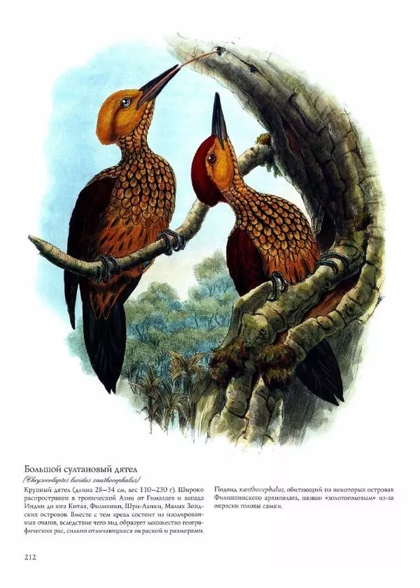 Джон Гульд - Птицы Азии - Страница № 214