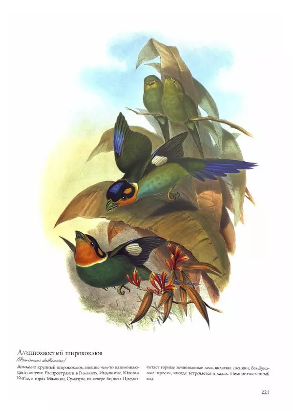 Джон Гульд - Птицы Азии - Страница № 223