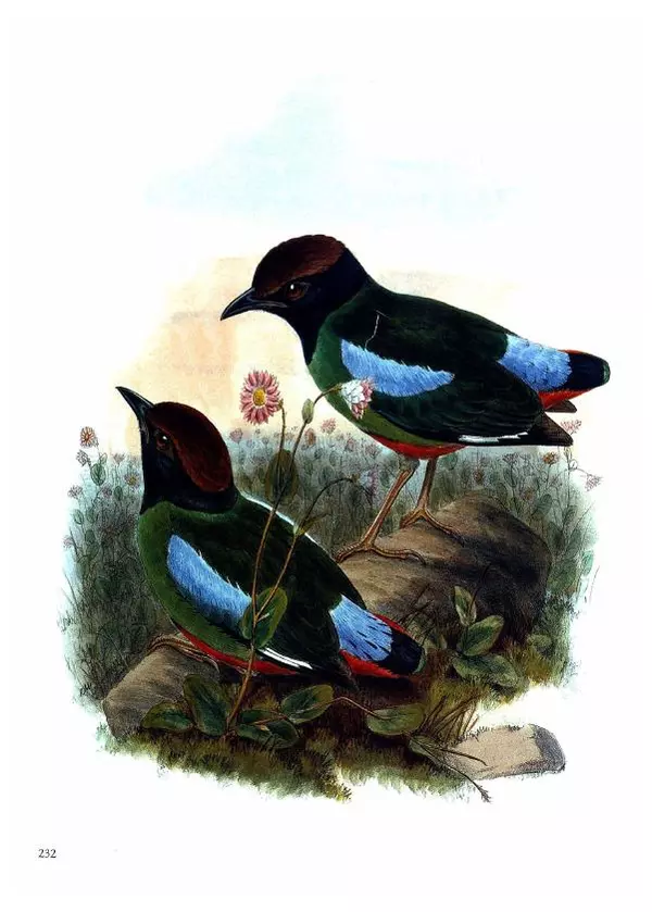 Джон Гульд - Птицы Азии - Страница № 234