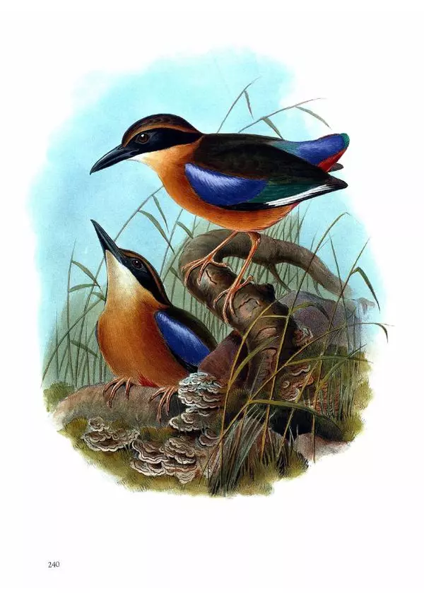 Джон Гульд - Птицы Азии - Страница № 242