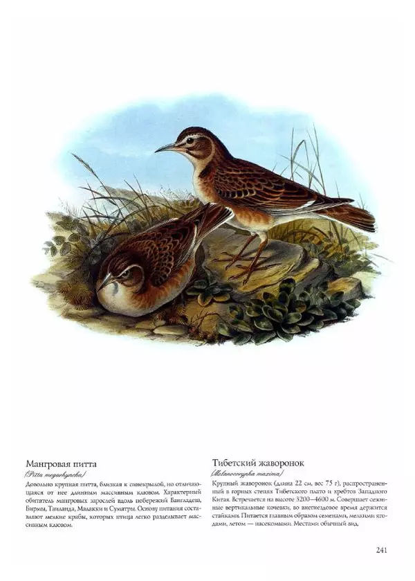 Джон Гульд - Птицы Азии - Страница № 243