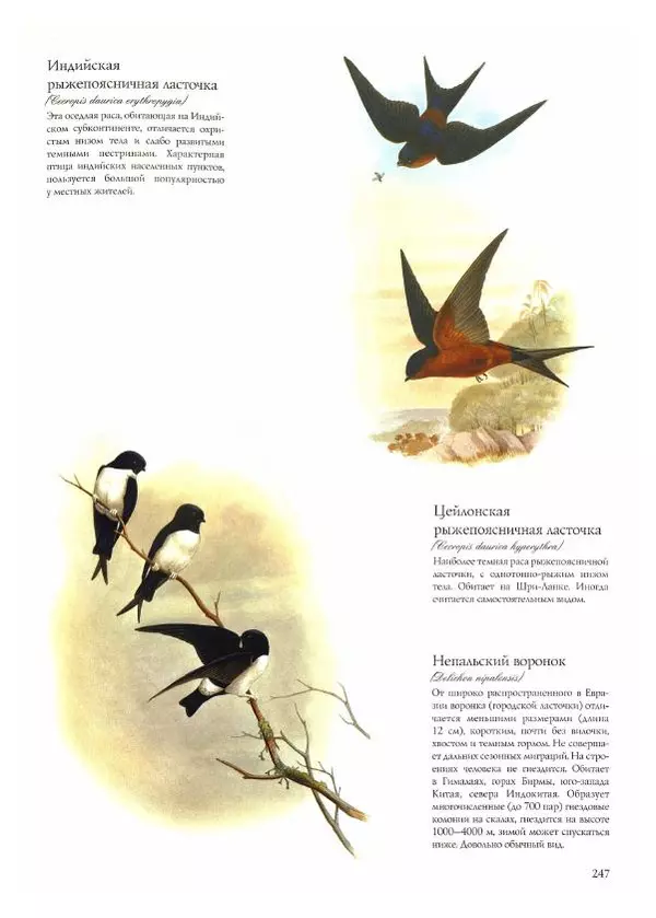 Джон Гульд - Птицы Азии - Страница № 249