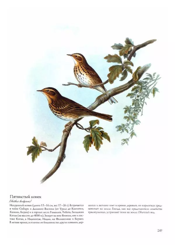 Джон Гульд - Птицы Азии - Страница № 251