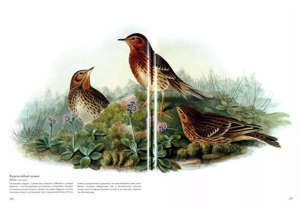 Джон Гульд - Птицы Азии - Страница № 252