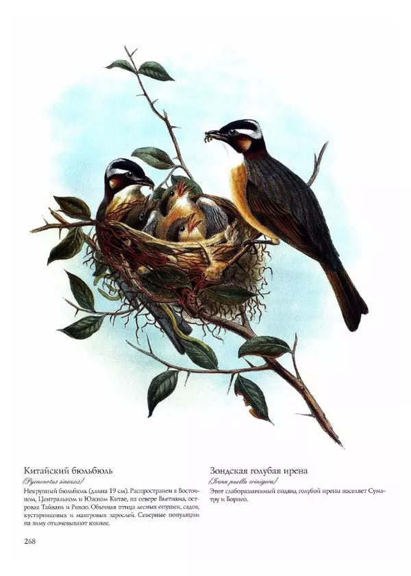 Джон Гульд - Птицы Азии - Страница № 270