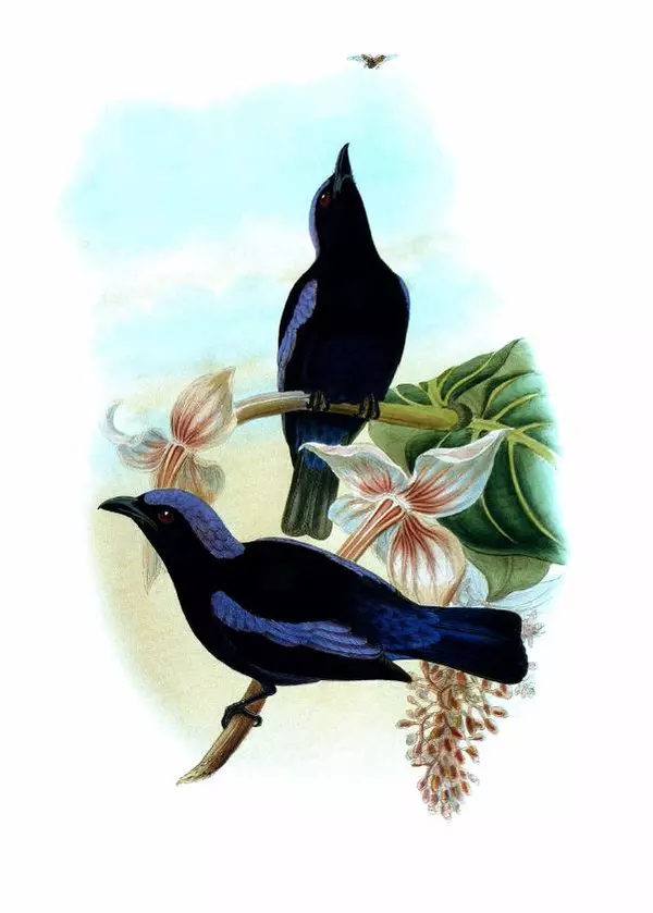 Джон Гульд - Птицы Азии - Страница № 275