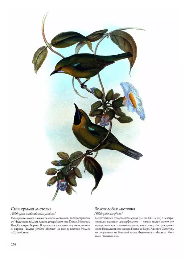 Джон Гульд - Птицы Азии - Страница № 278