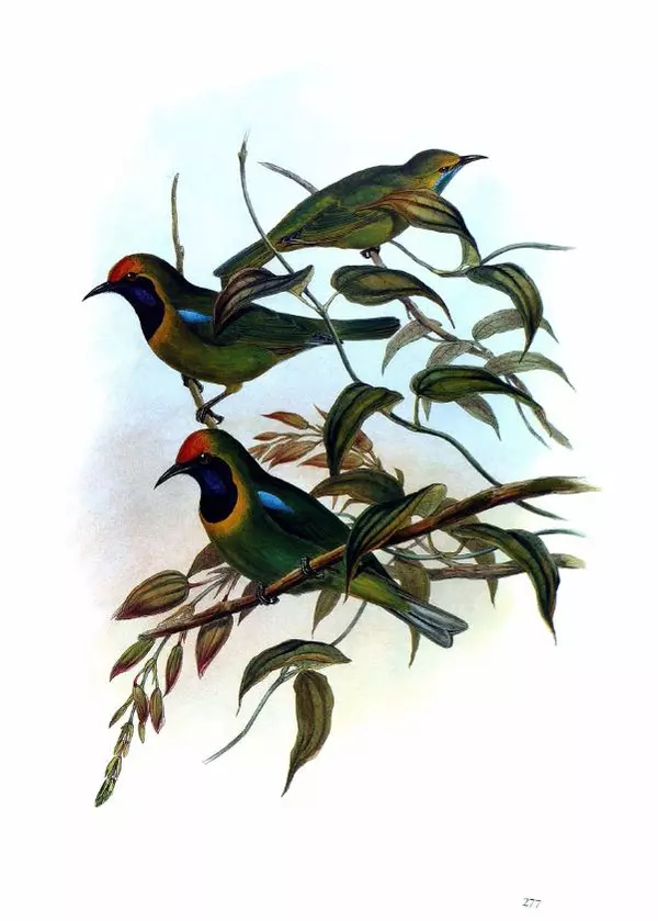 Джон Гульд - Птицы Азии - Страница № 279