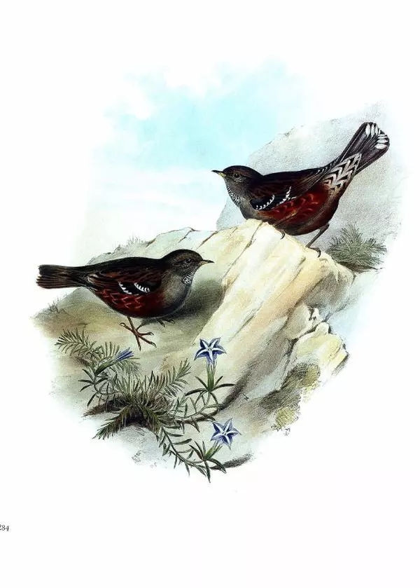 Джон Гульд - Птицы Азии - Страница № 286