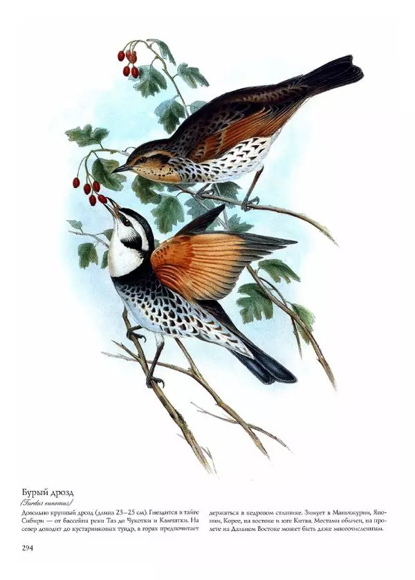 Джон Гульд - Птицы Азии - Страница № 296