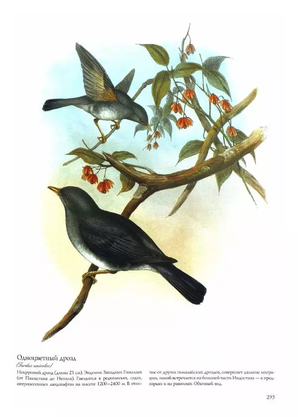 Джон Гульд - Птицы Азии - Страница № 297