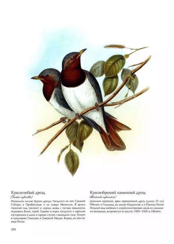 Джон Гульд - Птицы Азии - Страница № 298