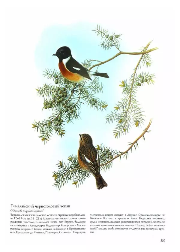 Джон Гульд - Птицы Азии - Страница № 311