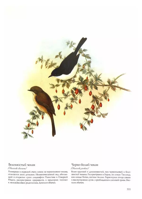 Джон Гульд - Птицы Азии - Страница № 313