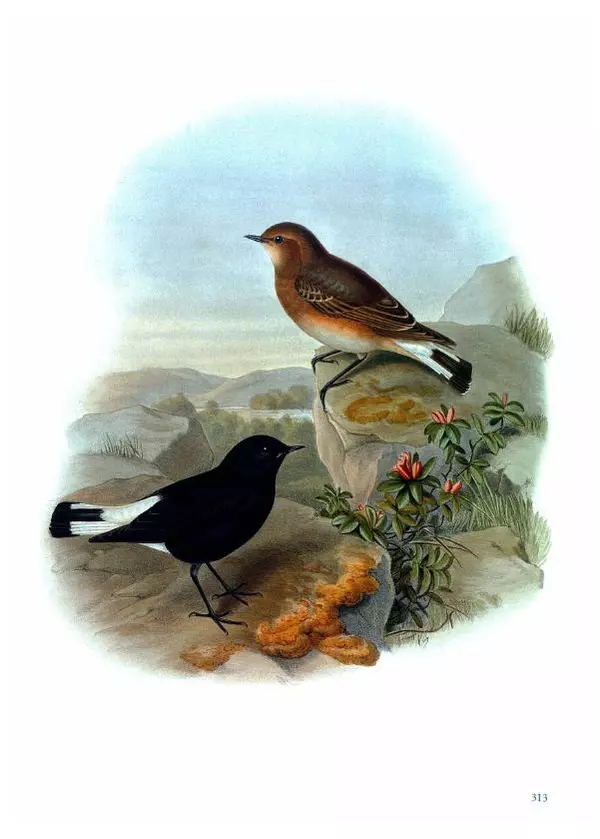 Джон Гульд - Птицы Азии - Страница № 315