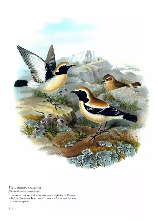 Джон Гульд - Птицы Азии - Страница № 316