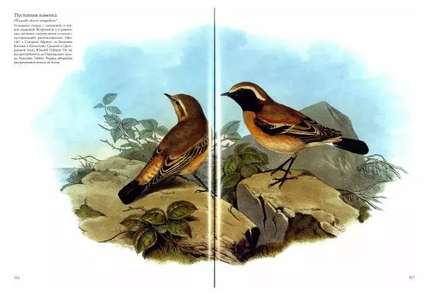 Джон Гульд - Птицы Азии - Страница № 318