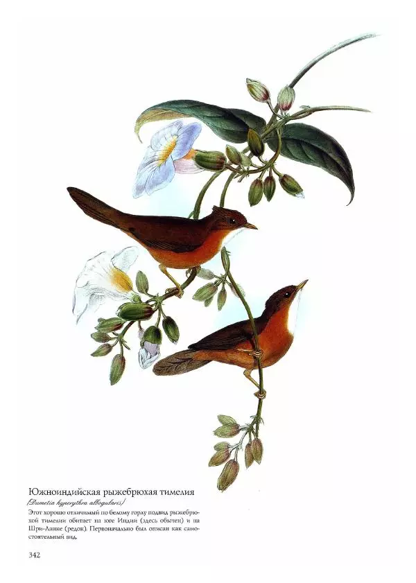Джон Гульд - Птицы Азии - Страница № 344