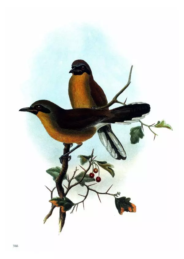 Джон Гульд - Птицы Азии - Страница № 348