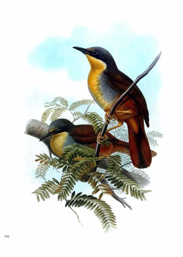 Джон Гульд - Птицы Азии - Страница № 350