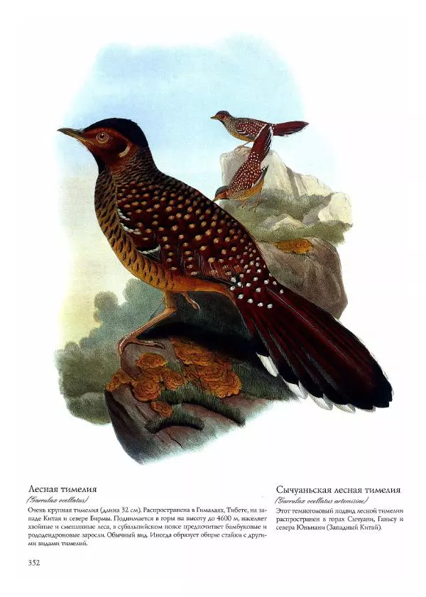 Джон Гульд - Птицы Азии - Страница № 354