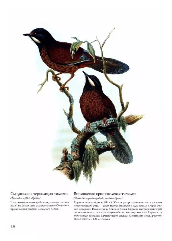 Джон Гульд - Птицы Азии - Страница № 360