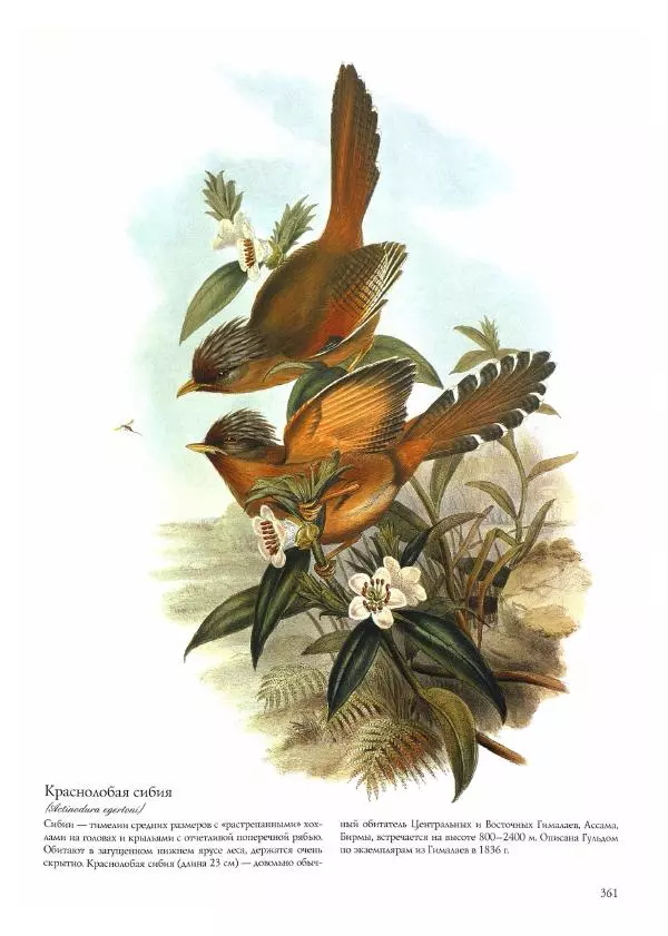 Джон Гульд - Птицы Азии - Страница № 363