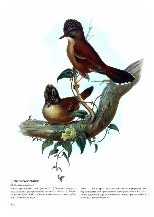 Джон Гульд - Птицы Азии - Страница № 364