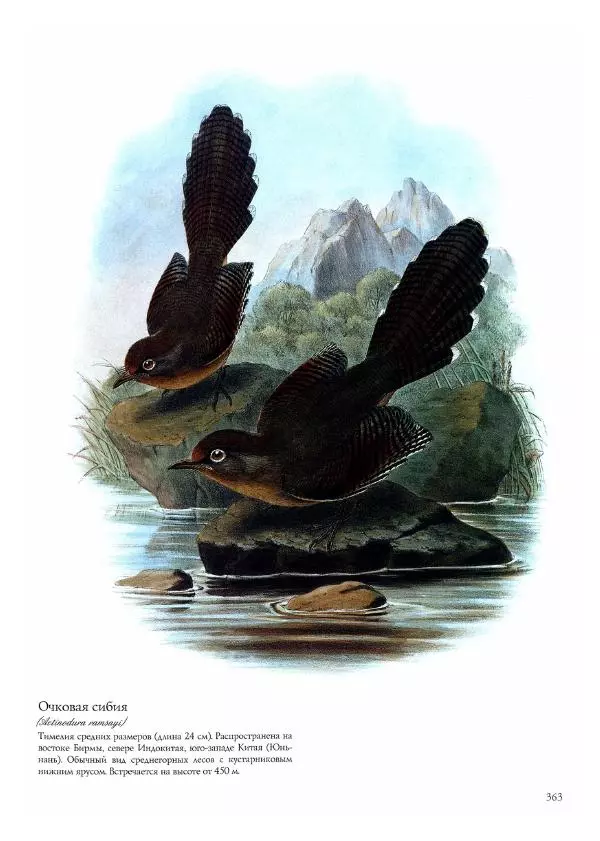 Джон Гульд - Птицы Азии - Страница № 365