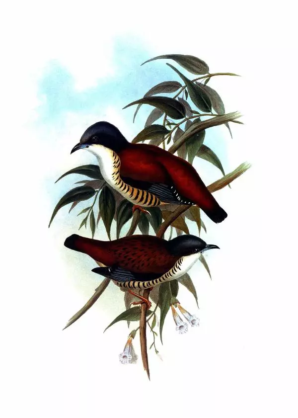 Джон Гульд - Птицы Азии - Страница № 373