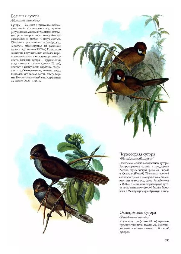 Джон Гульд - Птицы Азии - Страница № 383