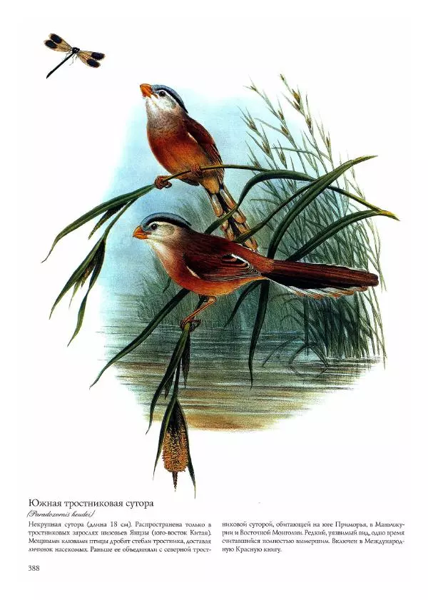 Джон Гульд - Птицы Азии - Страница № 390