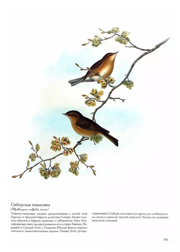 Джон Гульд - Птицы Азии - Страница № 395