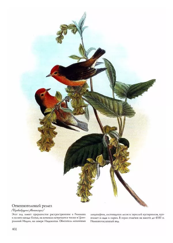Джон Гульд - Птицы Азии - Страница № 404