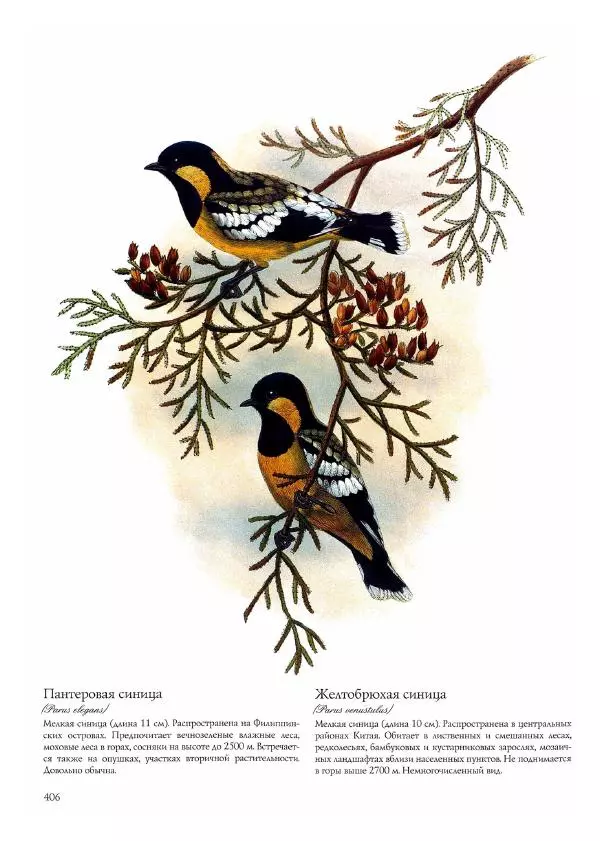 Джон Гульд - Птицы Азии - Страница № 408