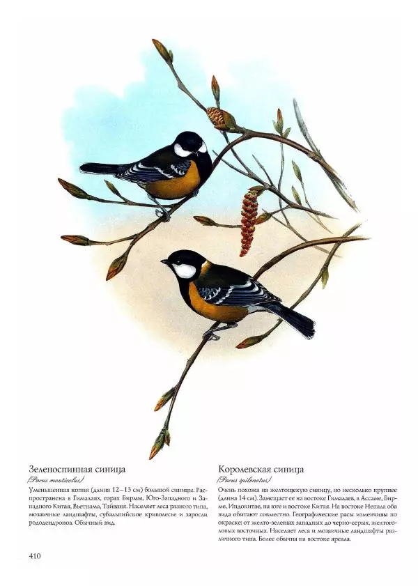 Джон Гульд - Птицы Азии - Страница № 412