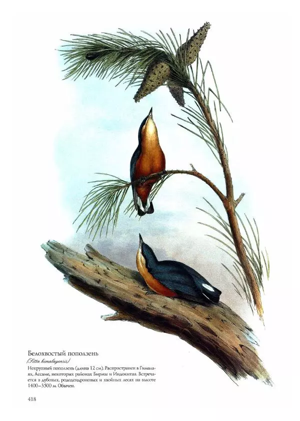 Джон Гульд - Птицы Азии - Страница № 420