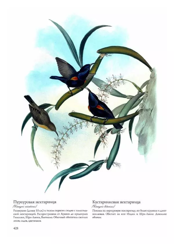 Джон Гульд - Птицы Азии - Страница № 430