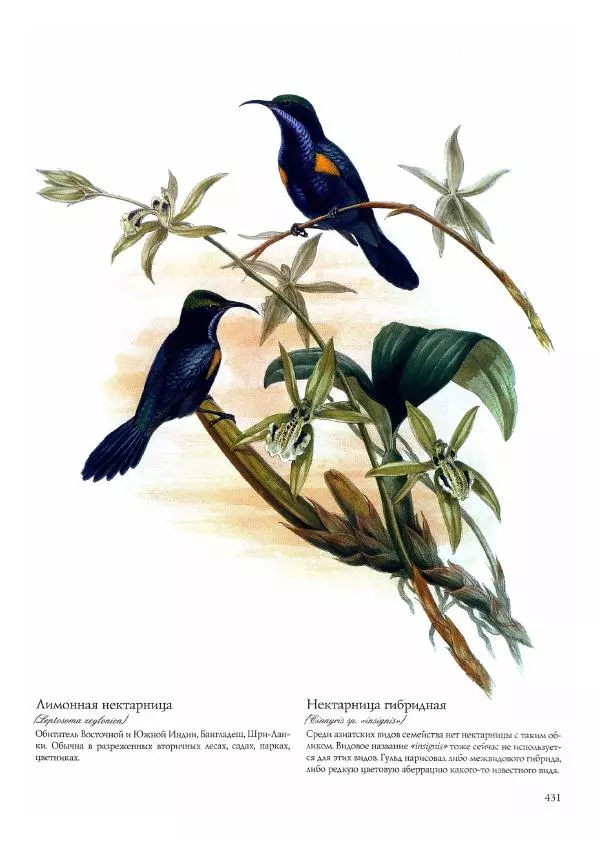 Джон Гульд - Птицы Азии - Страница № 433