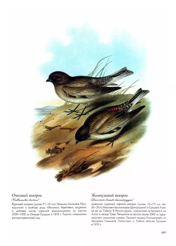 Джон Гульд - Птицы Азии - Страница № 451