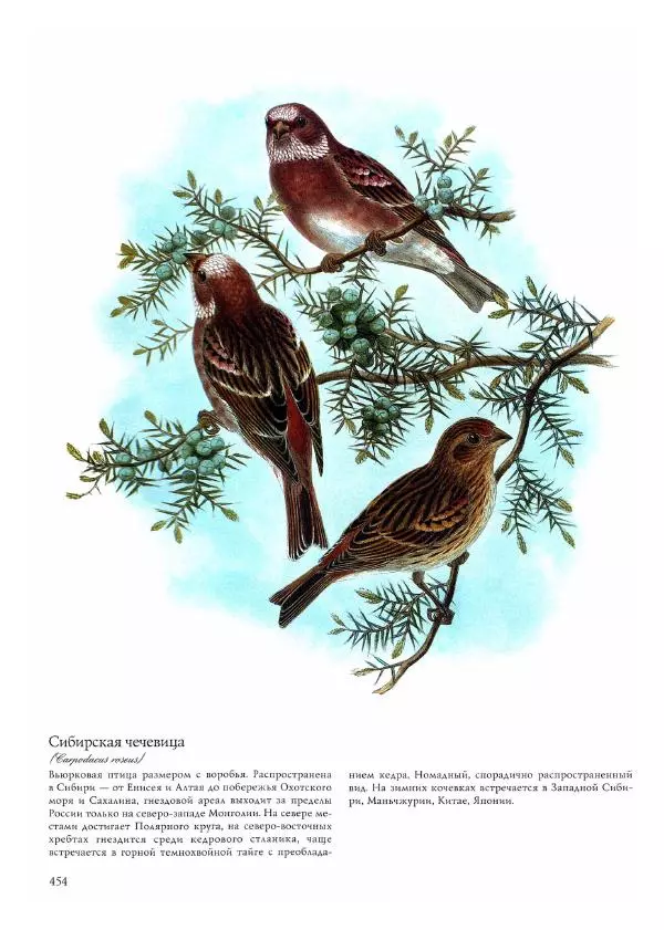 Джон Гульд - Птицы Азии - Страница № 456