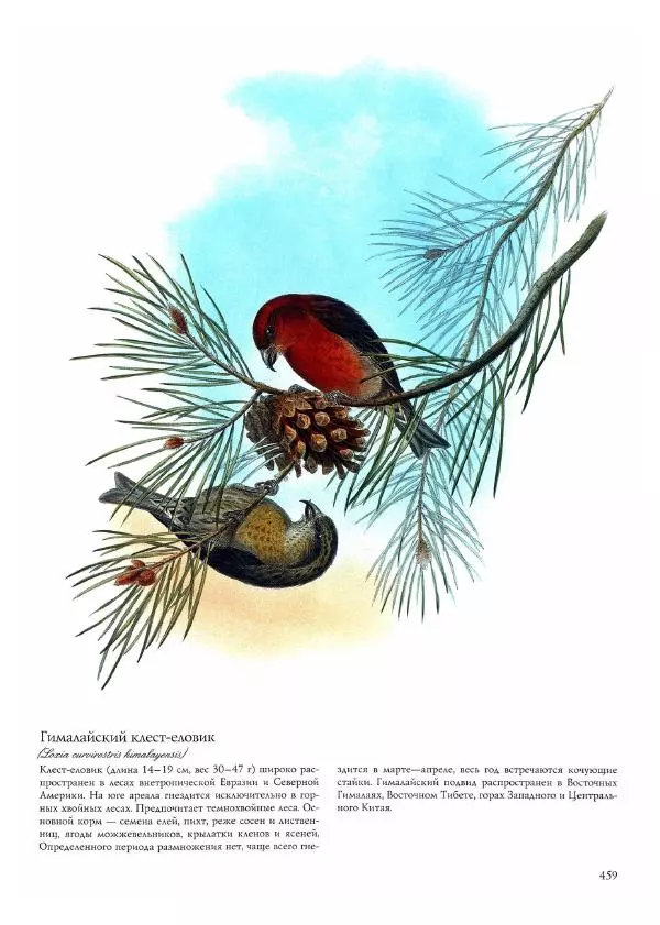 Джон Гульд - Птицы Азии - Страница № 461