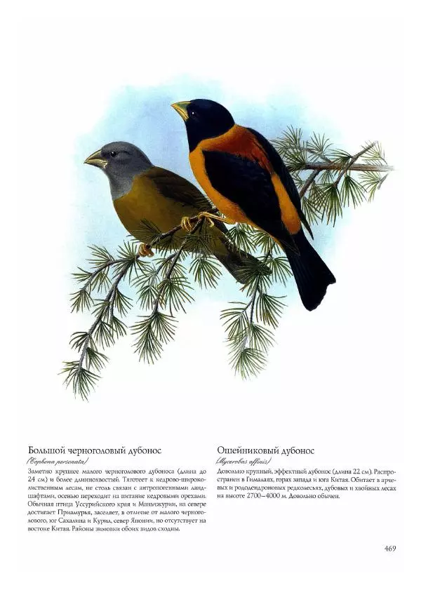Джон Гульд - Птицы Азии - Страница № 471
