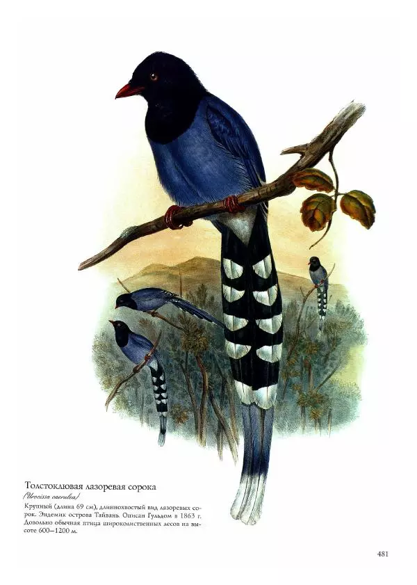 Джон Гульд - Птицы Азии - Страница № 483