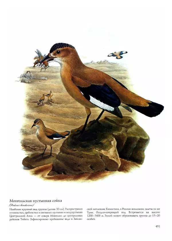 Джон Гульд - Птицы Азии - Страница № 493